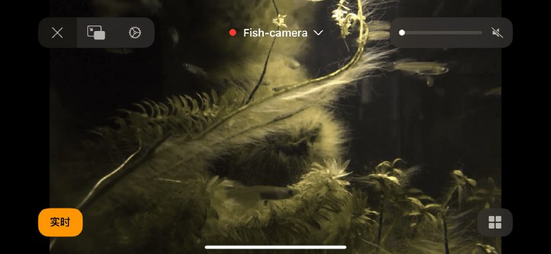 #监控 #web uIPCat 又一个基于 WebRTC 技术的网络监控工具，可利用手机作为摄像头节点，只需扫码即可工作，采用端对端加密，并支持视频存储，免费使用，无需注册